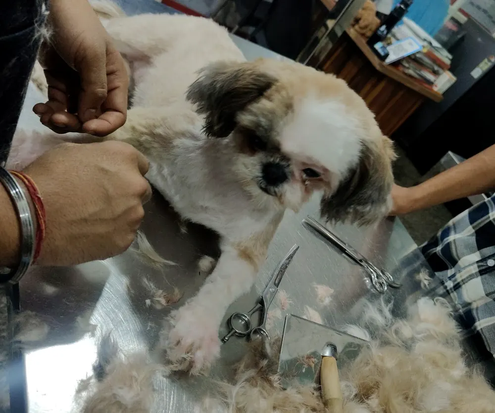 A small dog being groomed on a table, mid-trim, with scissors and thinning shears laid out