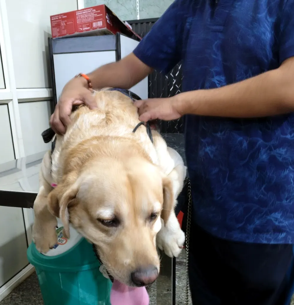 A young Labrador retriever held gently by the collar on a steel exam table, tongue out